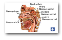 Querschnitt Nase